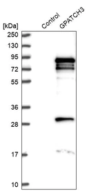 Western blot analysis in control (vector only transfected HEK293T lysate) and GPATCH3 over-expression lysate (Co-expressed with a C-terminal myc-DDK tag (~3.1 kDa) in mammalian HEK293T cells, LY411801).
