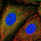 Anti-MCM3AP Antibody
