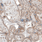 Anti-LAMA1 Antibody