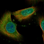 Immunofluorescent staining of human cell line U-251 MG shows localization to nuclear membrane & cytosol.