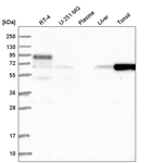 Anti-FBXO7 Antibody