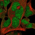 Immunofluorescent staining of human cell line HEK 293 shows localization to nucleus & cytosol.
