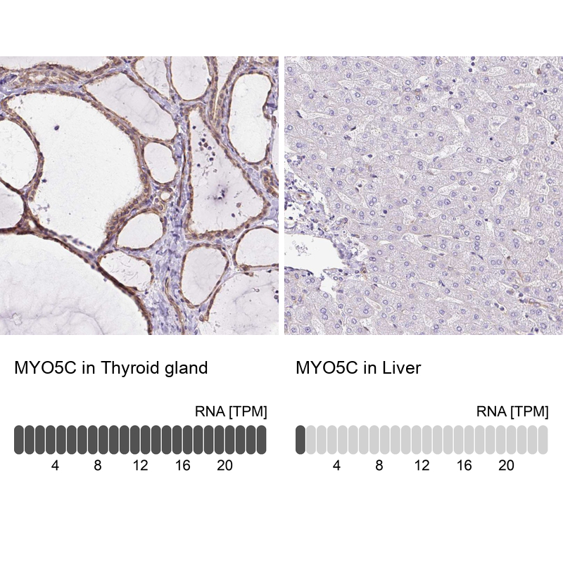 Anti-MYO5C Antibody