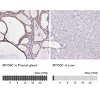 Anti-MYO5C Antibody