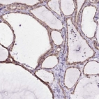 Immunohistochemical staining of human thyroid gland shows high expression.