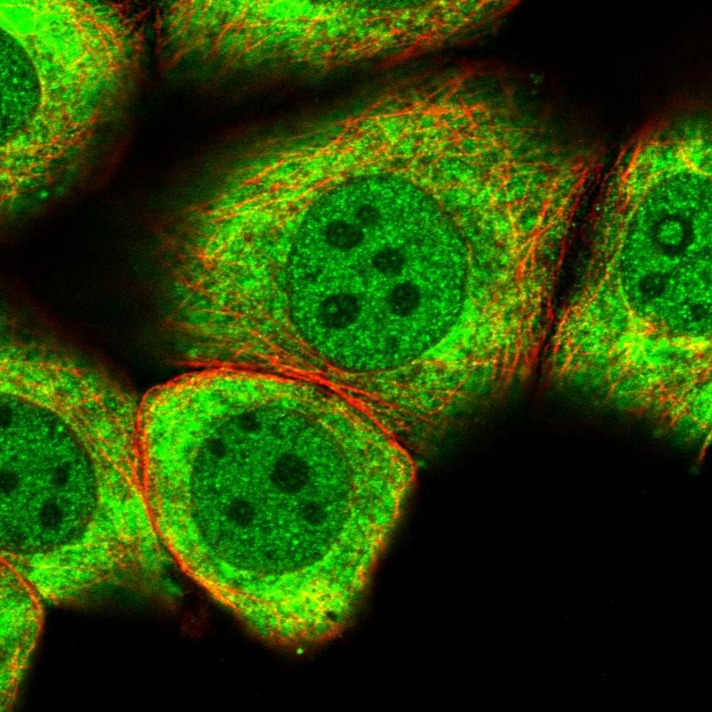 Anti-MYO5C Antibody