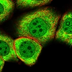 Anti-MYO5C Antibody