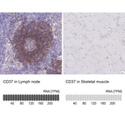 Rabbit Polyclonal Anti-CD37 Antibody - Buy for research