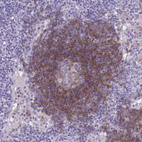 Anti-CD37 Antibody