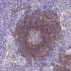 Immunohistochemical staining of human lymph node shows strong membranous positivity in non-germinal center cells.