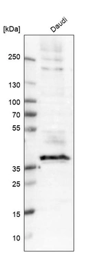 Western blot analysis in human cell line Daudi.
