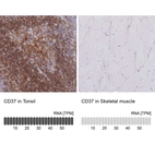 Anti-CD37 Antibody