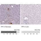 Anti-PPY Antibody