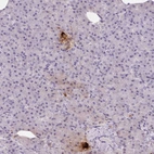 Immunohistochemical staining of human pancreas shows strong extracellular space positivity in islets of Langerhans.