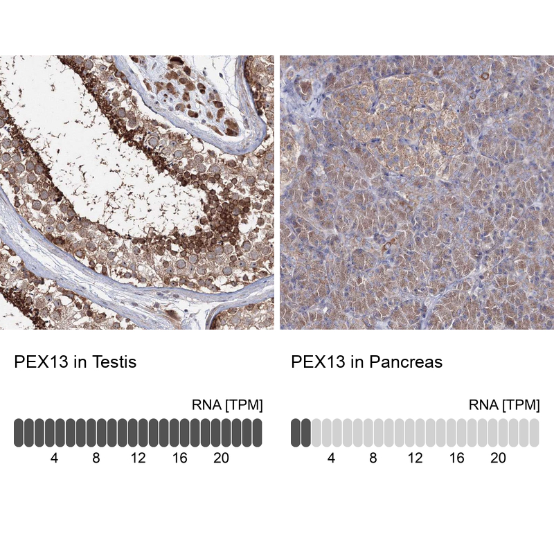 Anti-PEX13 Antibody