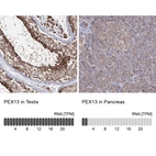 Anti-PEX13 Antibody
