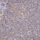 Immunohistochemical staining of human pancreas shows low expression as expected.