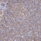 Immunohistochemical staining of human pancreas shows low expression as expected.
