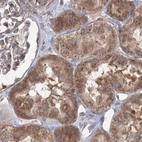 Immunohistochemical staining of human kidney using Anti-PEX13 antibody HPA032141.