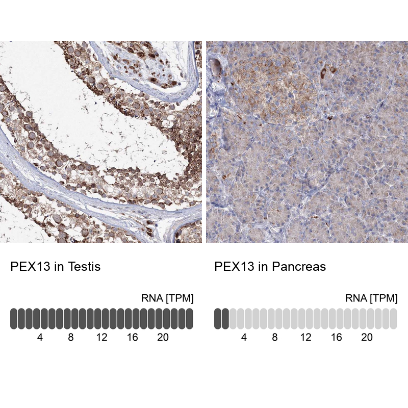 Anti-PEX13 Antibody
