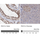 Anti-PEX13 Antibody