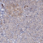 Immunohistochemical staining of human pancreas shows low expression as expected.