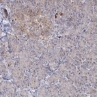 Immunohistochemical staining of human pancreas shows low expression as expected.