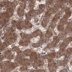 Immunohistochemical staining of human liver using Anti-PEX13 antibody HPA032142.