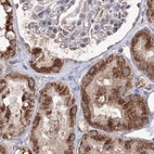 Immunohistochemical staining of human kidney using Anti-PEX13 antibody HPA032142.