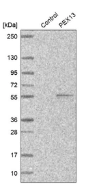 Western blot analysis in control (vector only transfected HEK293T lysate) and PEX13 over-expression lysate (Co-expressed with a C-terminal myc-DDK tag (~3.1 kDa) in mammalian HEK293T cells, LY419218).