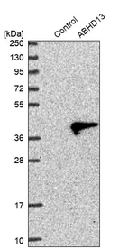 Western blot analysis in control (vector only transfected HEK293T lysate) and ABHD13 over-expression lysate (Co-expressed with a C-terminal myc-DDK tag (~3.1 kDa) in mammalian HEK293T cells, LY409893).