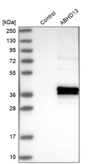 Western blot analysis in control (vector only transfected HEK293T lysate) and ABHD13 over-expression lysate (Co-expressed with a C-terminal myc-DDK tag (~3.1 kDa) in mammalian HEK293T cells, LY409893).