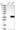 Anti-ABHD13 Antibody