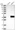 Anti-ABHD13 Antibody