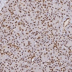 Anti-SP3 Antibody
