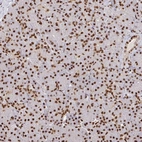 Anti-SP3 Antibody