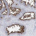 Immunohistochemical staining of human seminal vesicle shows strong apical membrane positivity in glandular cells.