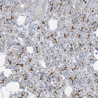 Immunohistochemical staining of human salivary gland shows strong apical membrane positivity in glandular cells.
