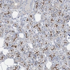 Immunohistochemical staining of human salivary gland shows strong apical membrane positivity in glandular cells.