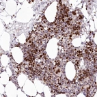 Anti-LDB1 Antibody