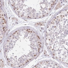 Immunohistochemical staining of human testis shows moderate nuclear positivity in a subset of cells in seminiferous ducts.