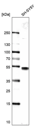 Western blot analysis in human cell line SH-SY5Y.