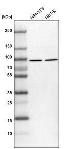 Western blot analysis in mouse cell line NIH-3T3 and rat cell line NBT-II.