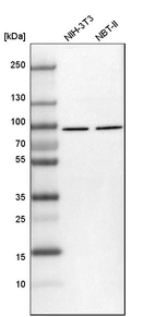 Western blot analysis in mouse cell line NIH-3T3 and rat cell line NBT-II.