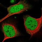 Immunofluorescent staining of human cell line U-2 OS shows localization to nucleoplasm.