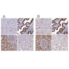 Anti-DDX1 Antibody
