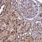 Immunohistochemical staining of human kidney shows strong cytoplasmic/nuclear positivity in cells in tubules and nuclear positivity in cells in glomeruli.