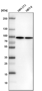 Western blot analysis in mouse cell line NIH-3T3 and rat cell line NBT-II.