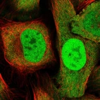 Immunofluorescent staining of human cell line U-2 OS shows localization to nucleoplasm & cytosol.