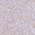 Immunohistochemical staining of human pancreas shows high expression.